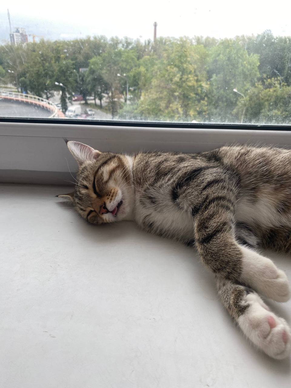 Сема и кот 1